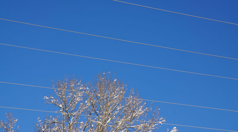 Blick in den klaren blauen Himmel, ins Bild ragen verschneite Baumäste