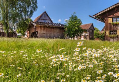 Ein Blick über eine mit Margeriten übersäte Wiese auf mehrere alte Bauernhäuser an einem sonnigen tag mit klarem, blauen Himmel