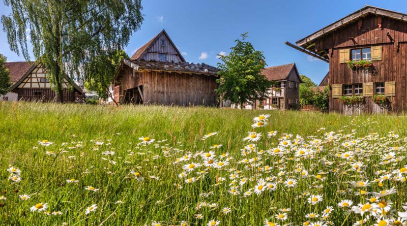 Ein Blick über eine mit Margeriten übersäte Wiese auf mehrere alte Bauernhäuser an einem sonnigen tag mit klarem, blauen Himmel